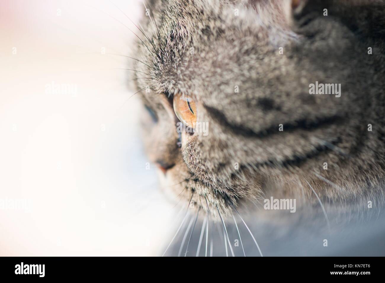 Curious cat looking out of window. Extreme close up of face. Stock Photo