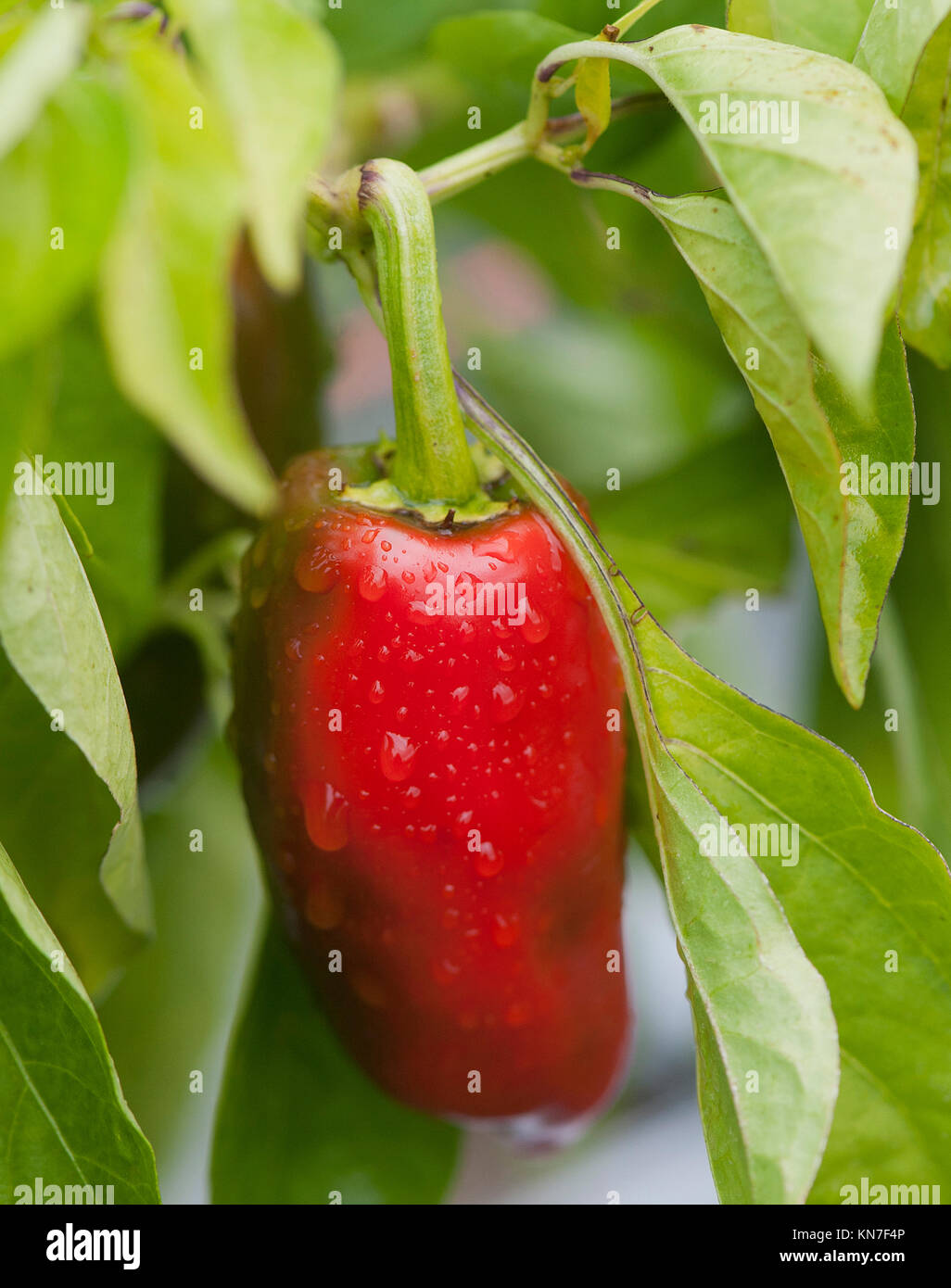A Clay pepper hangs on a vine on a farm Stock Photo