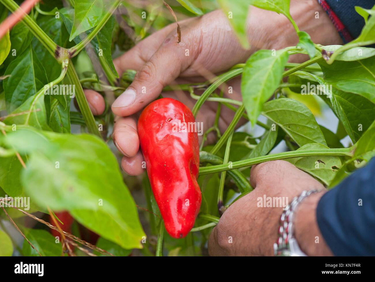 A man picks clay peppers on a farm Stock Photo