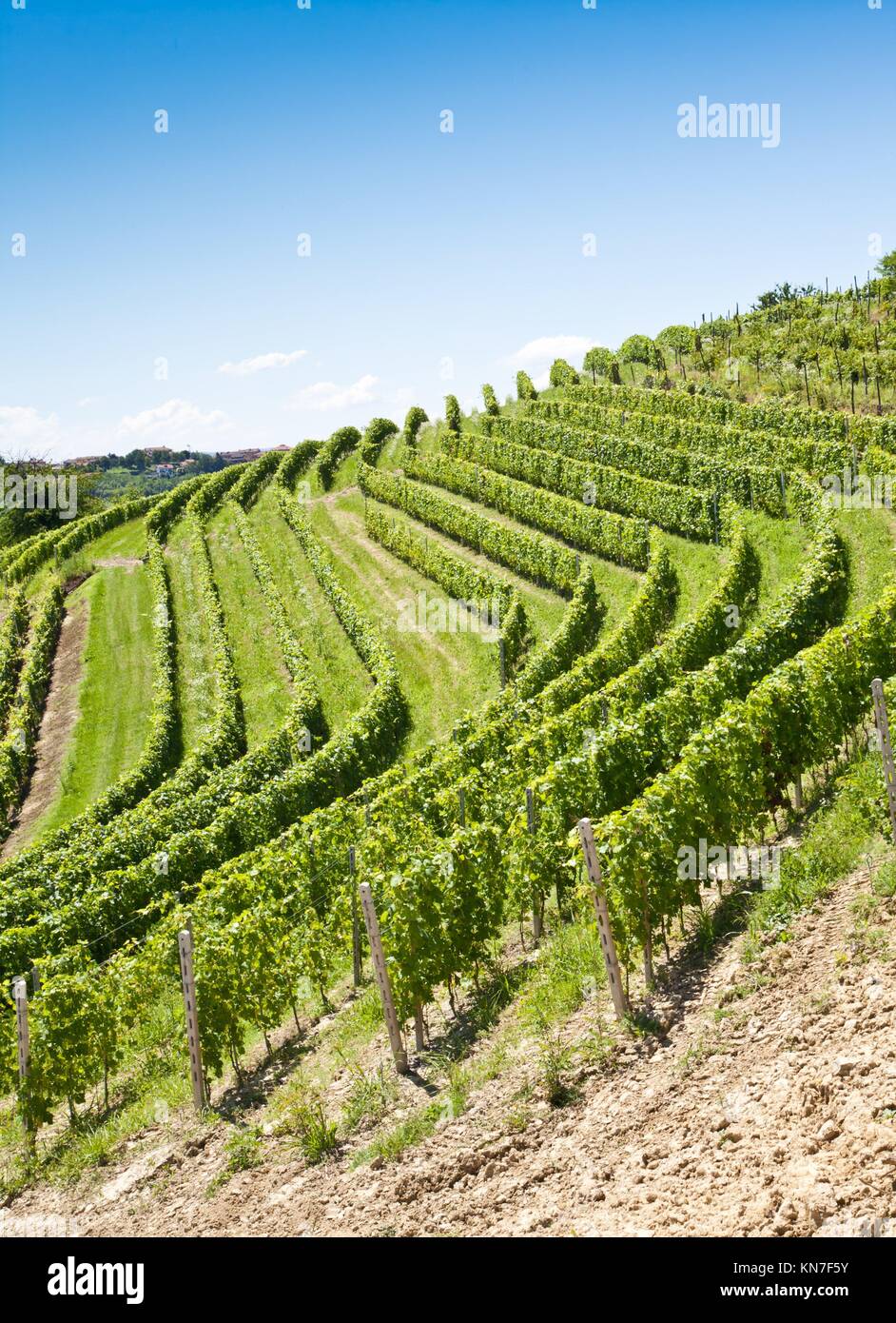 Barbera vineyard during spring season, Monferrato area, Piedmont region, Italy. Stock Photo