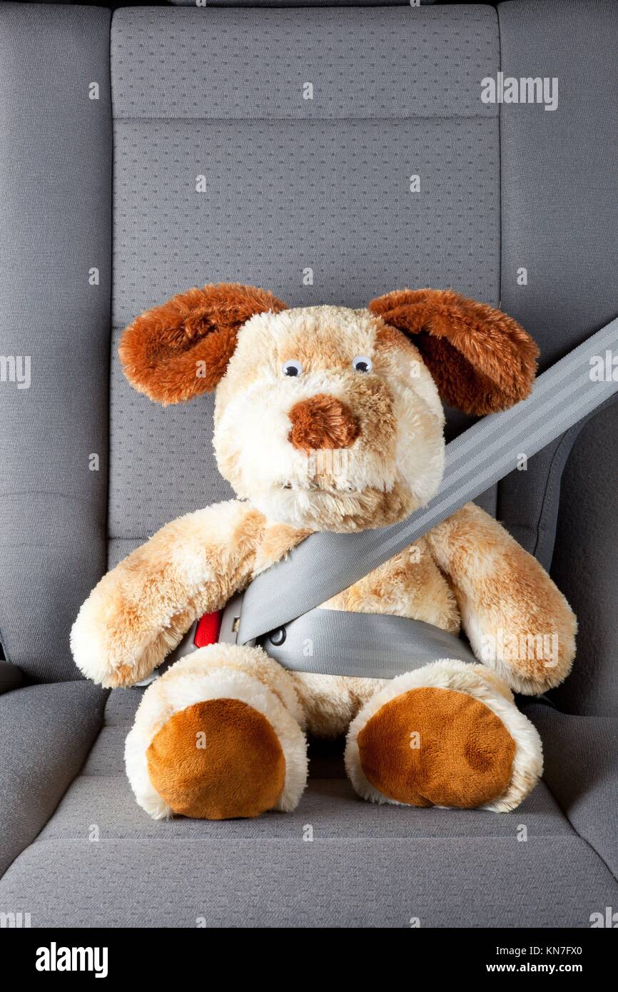 Teddy bear with seat belt fastened Stock Photo Alamy