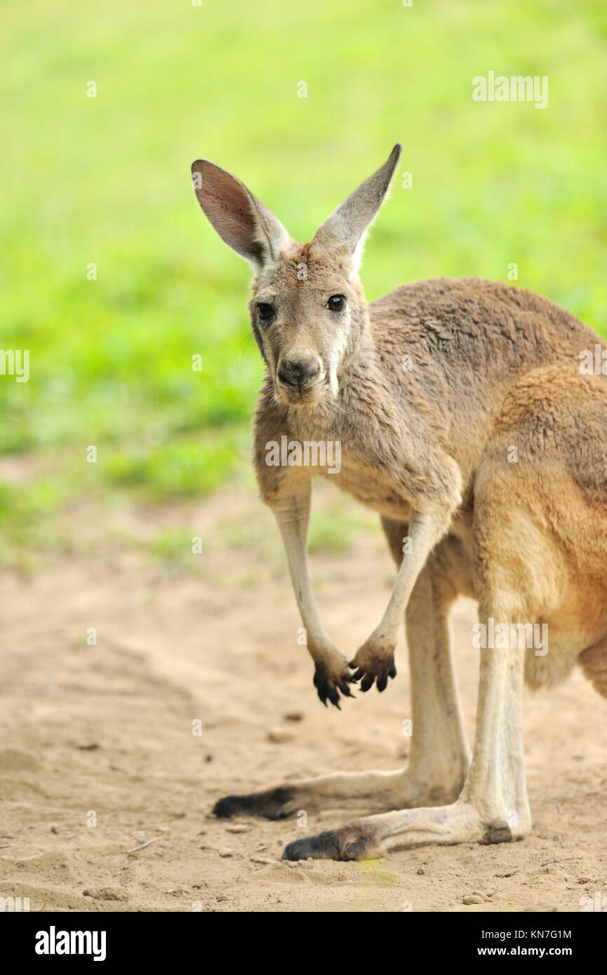 Kangaroo mother hi-res stock photography and images - Alamy