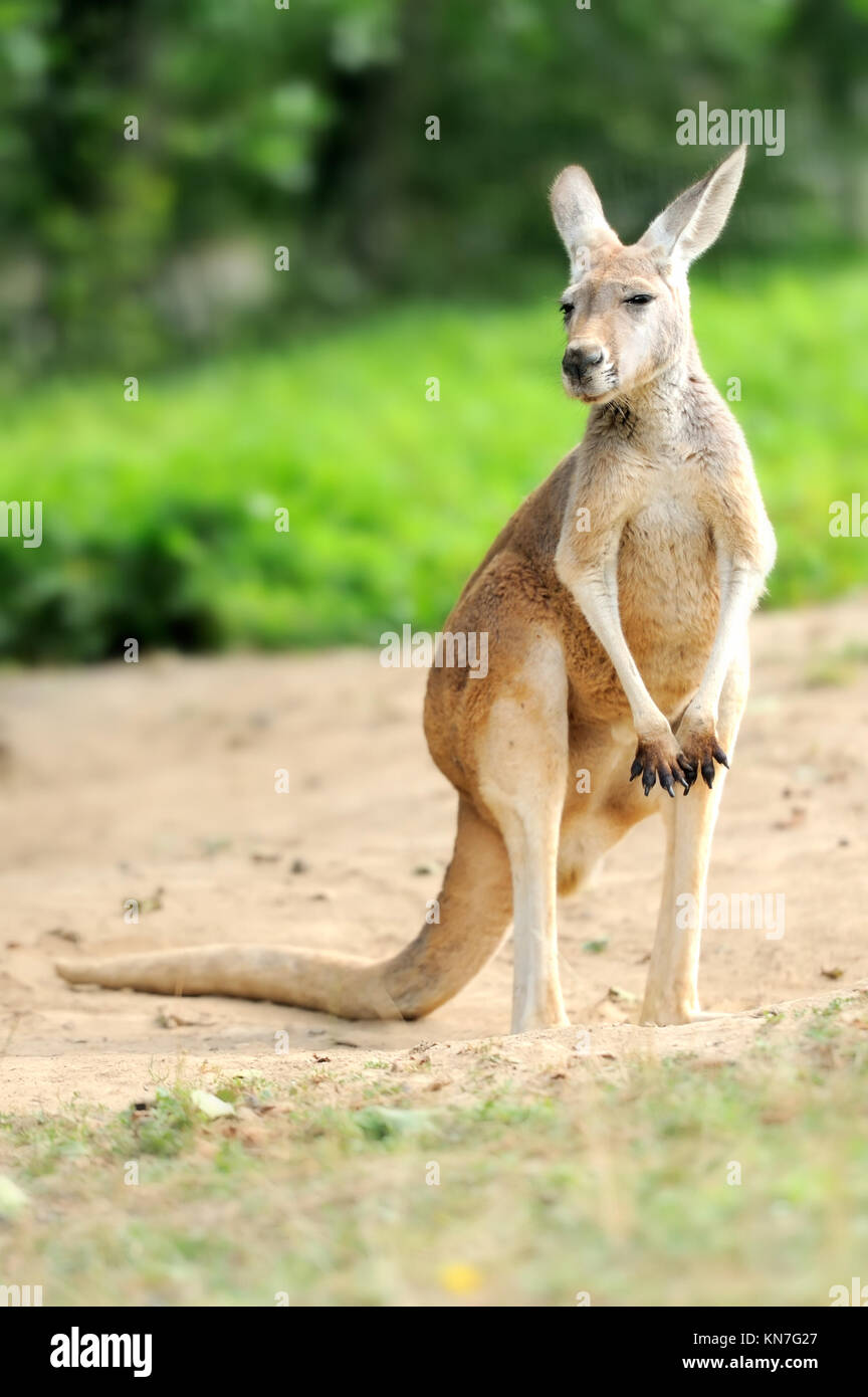 Kangaroo mom and baby hires stock photography and images Alamy