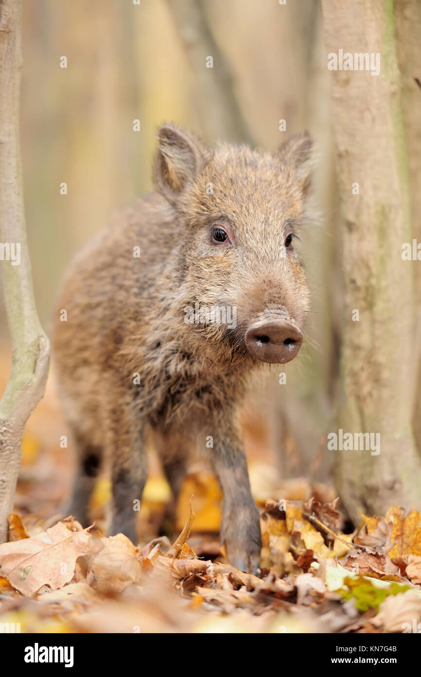 Wild boar in autumn forest Stock Photo