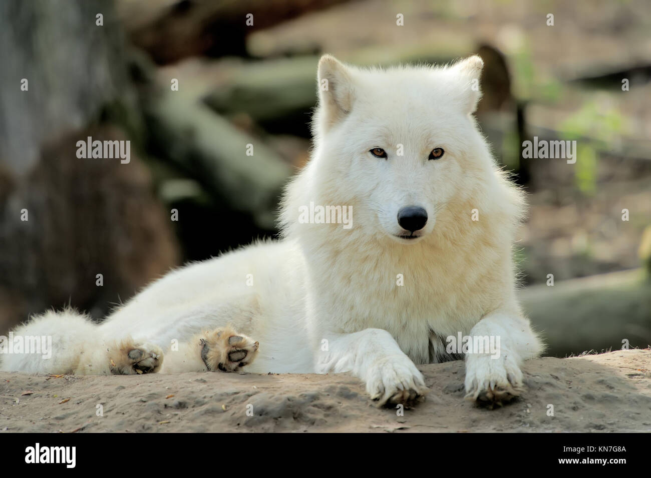 Wild white wolf in the woods Stock Photo