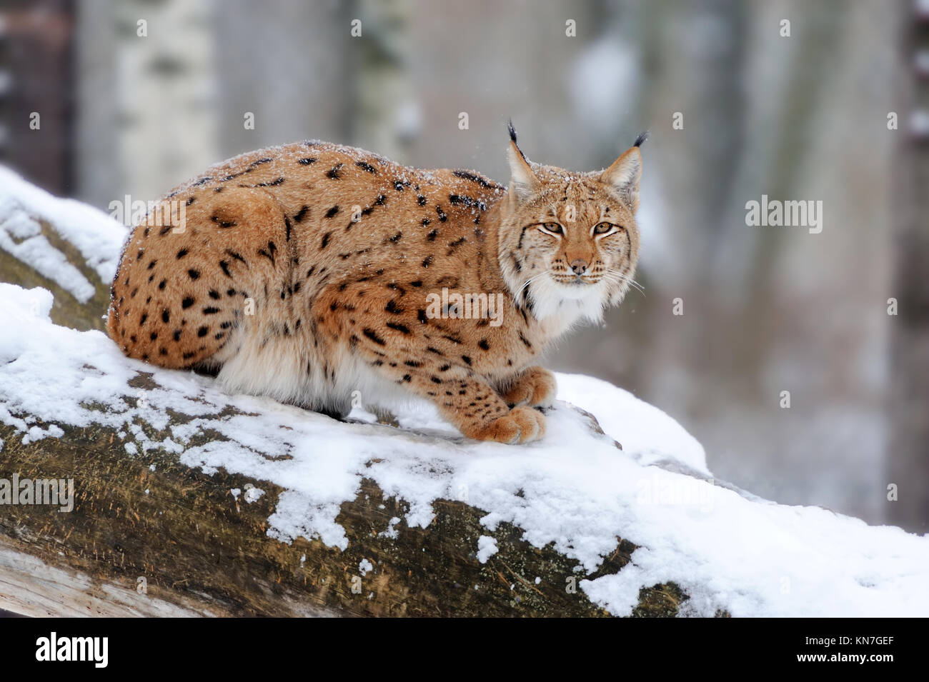 Young lynx in winter forest Stock Photo - Alamy