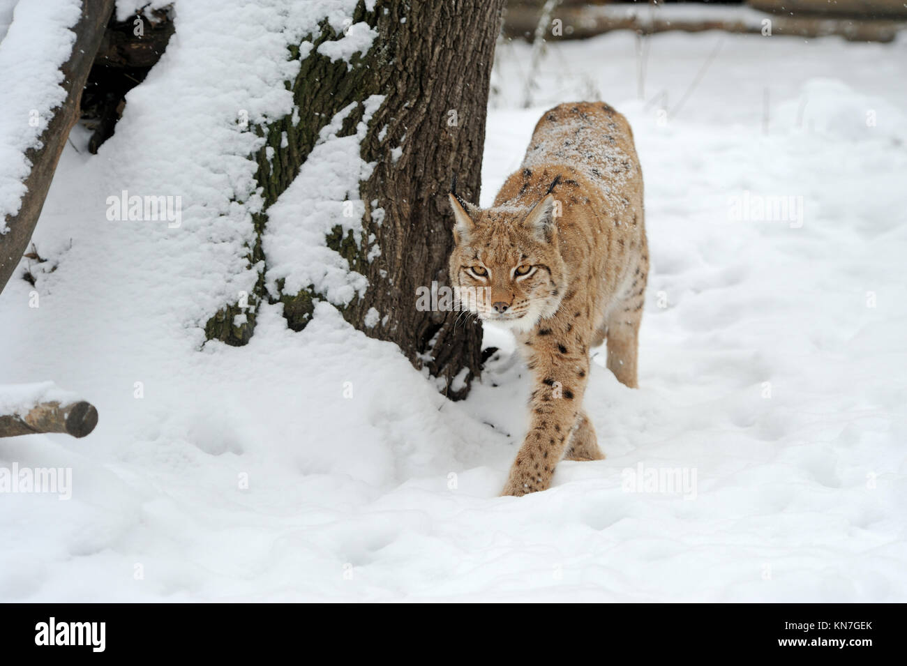 Beautiful wild lynx in winter day Stock Photo