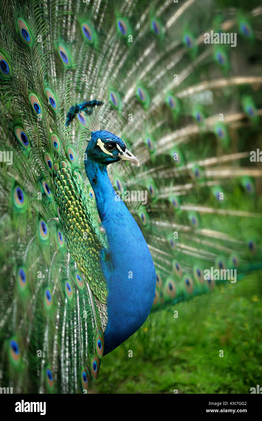 Portrait of beautiful peacock with feathers out Stock Photo