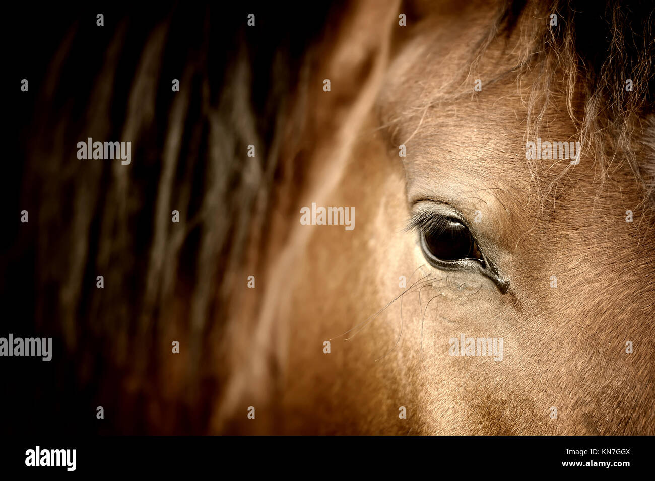 Close-up eye of Arabian bay horse Stock Photo