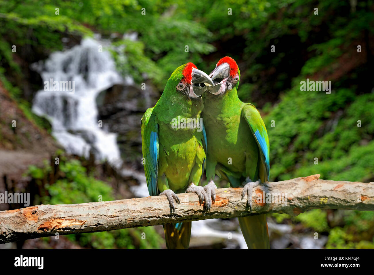 Green Parrot (Severe Macaw) against tropical waterfall background Stock Photo