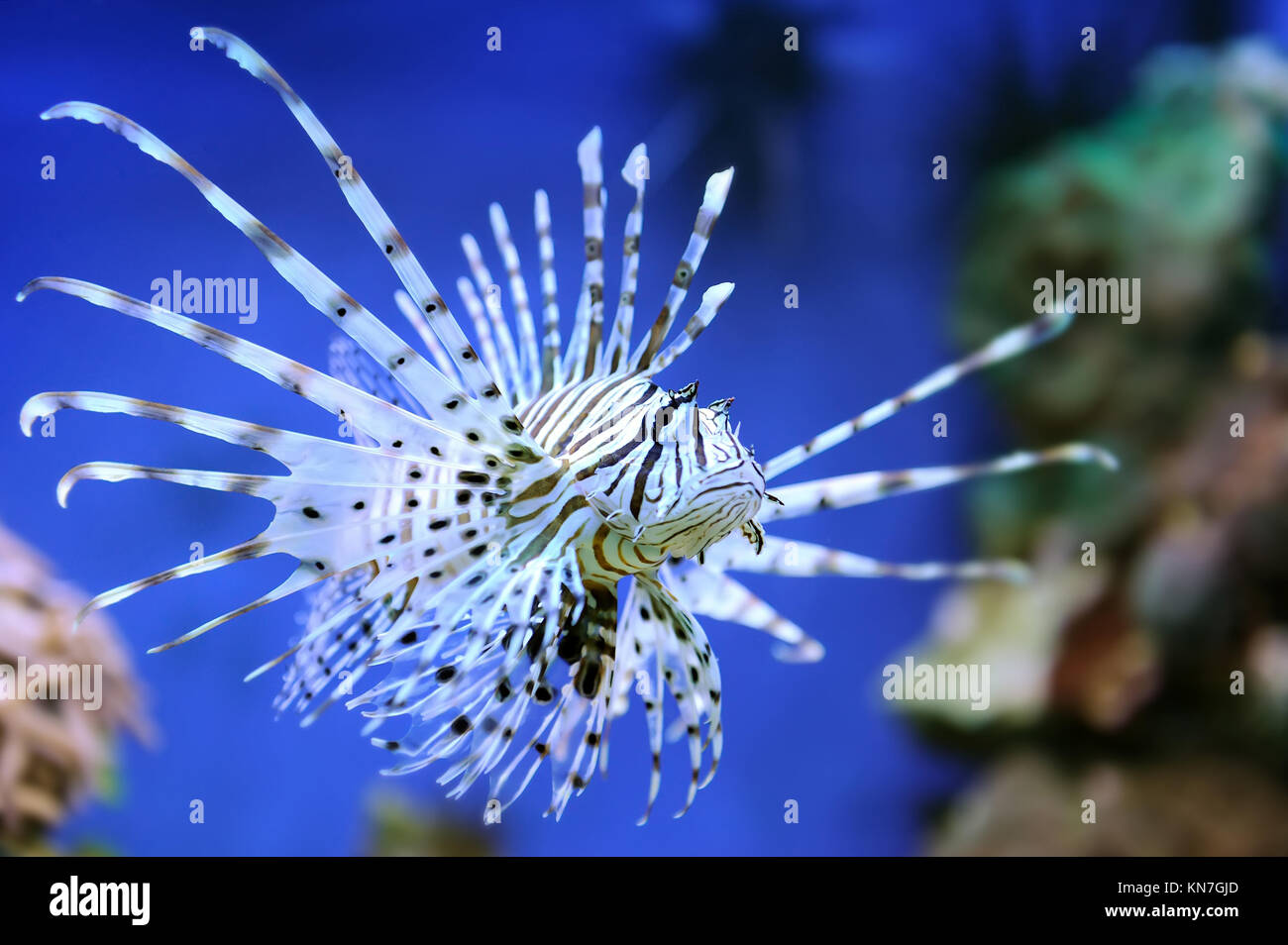 Common Lionfish (Pterois volitans) swimming above coral reefs Stock Photo