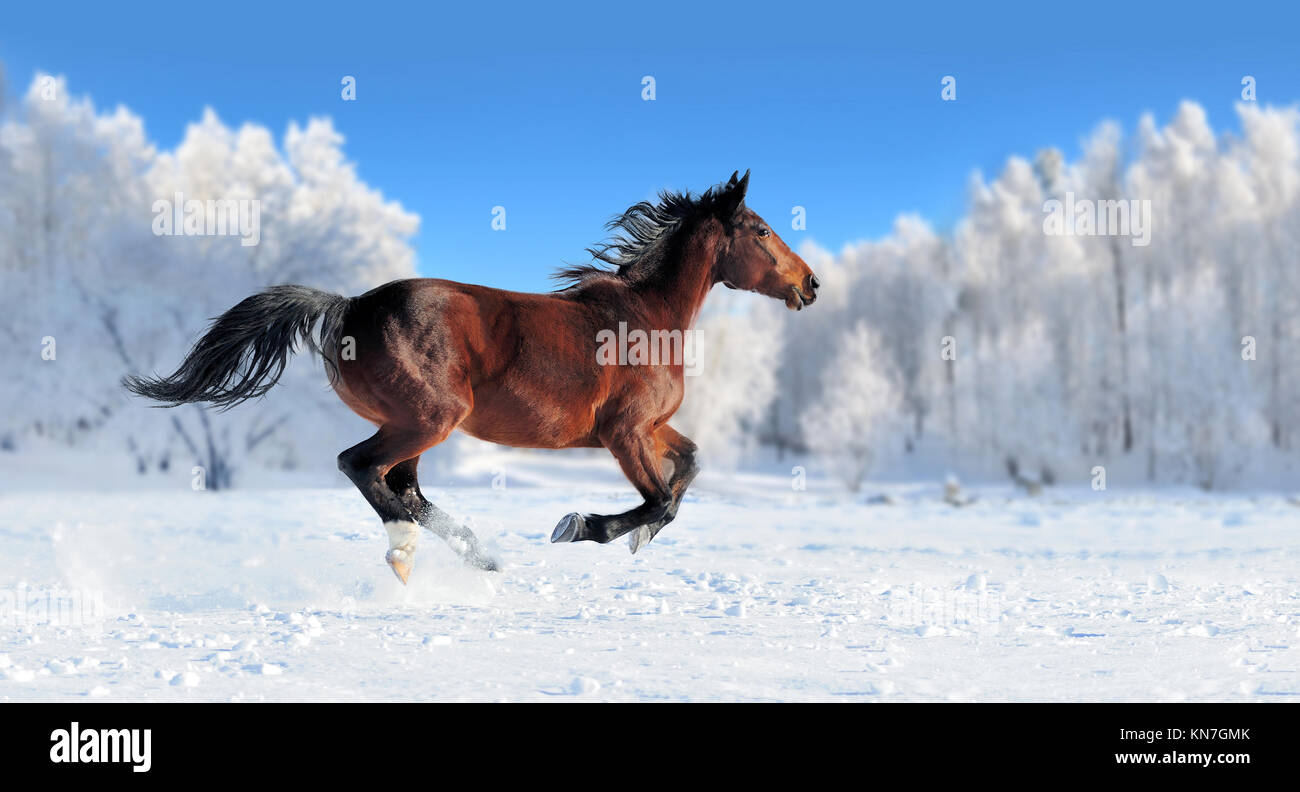 Horse runs gallop on the winter field Stock Photo Alamy