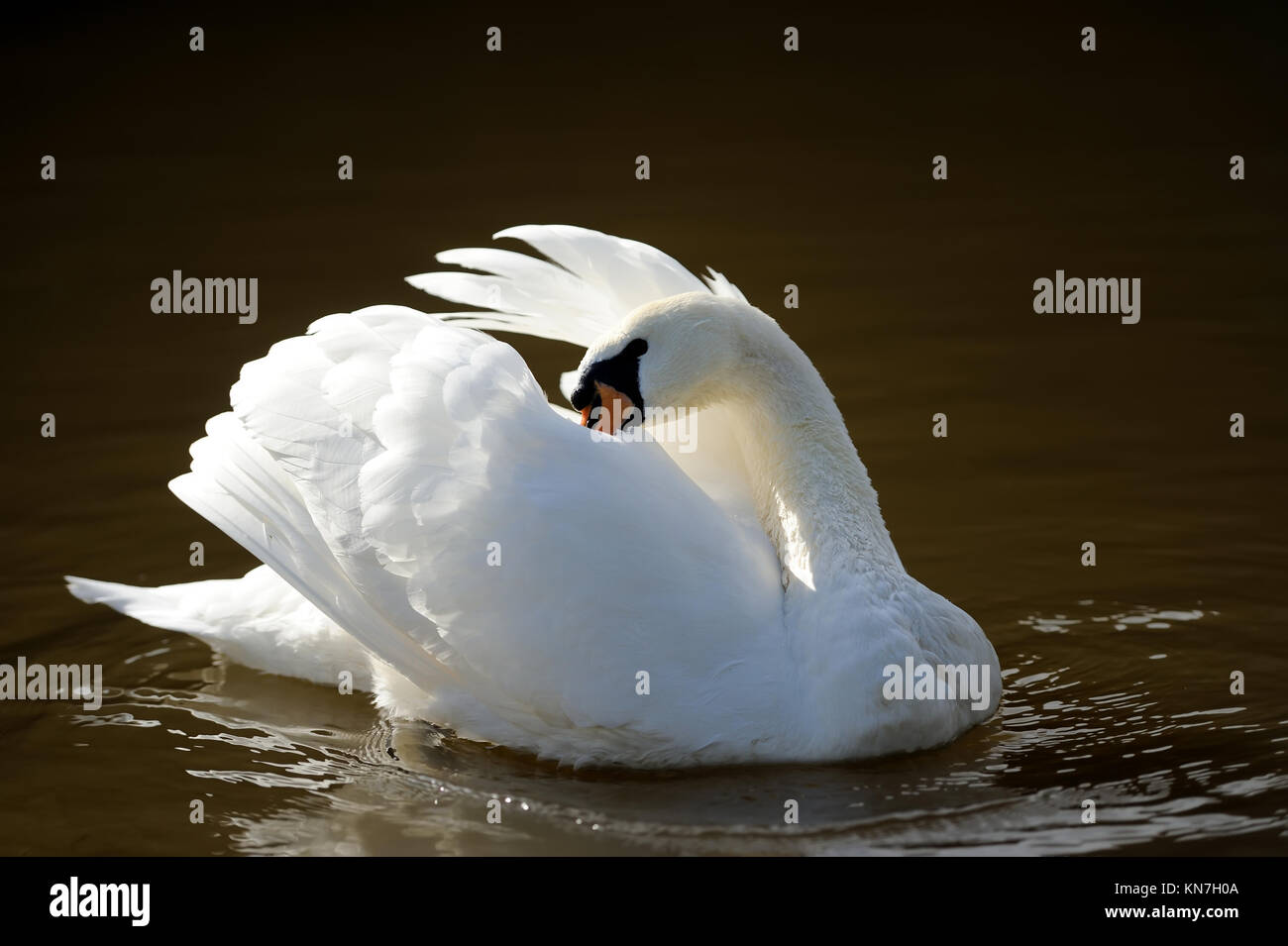 Close beautiful swan swimming in the lake Stock Photo - Alamy