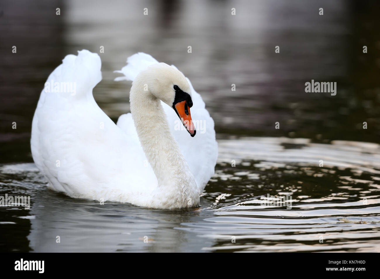 Close beautiful swan swimming in the lake Stock Photo - Alamy