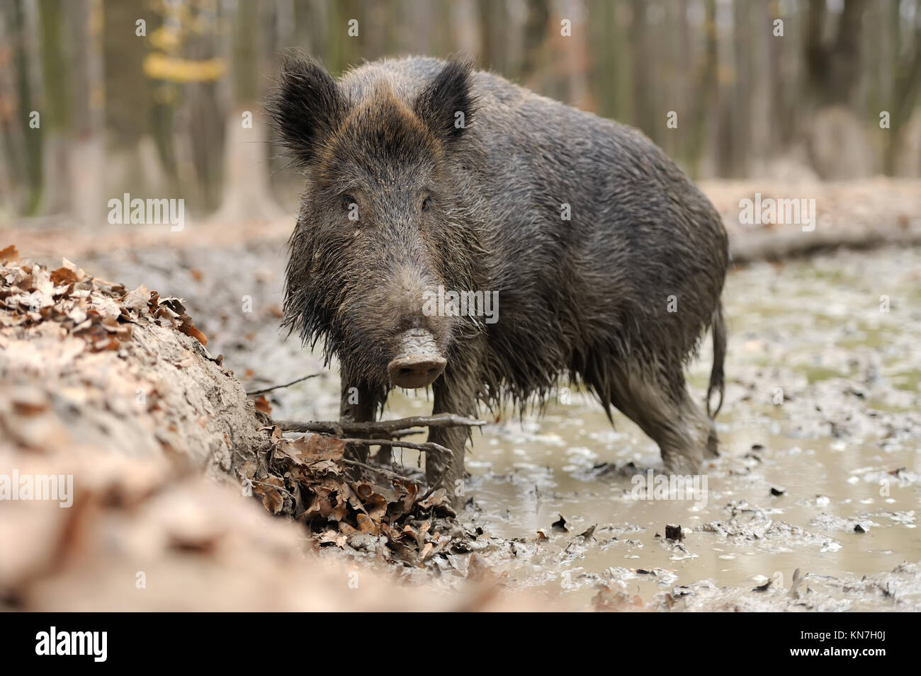 Close wild young boar in autumn forest Stock Photo