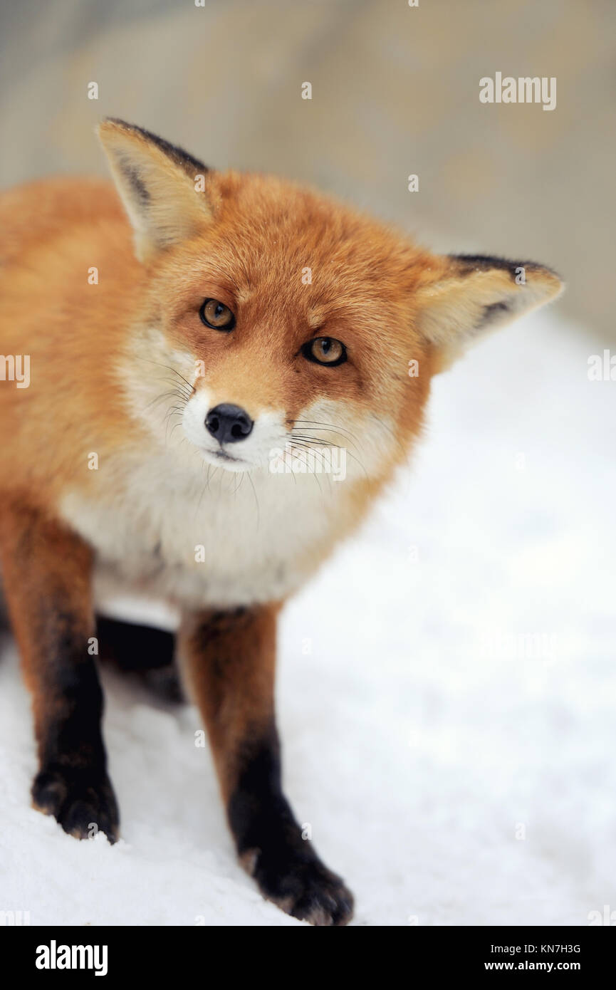 Red Fox (Vulpes vulpes) in winter time Stock Photo