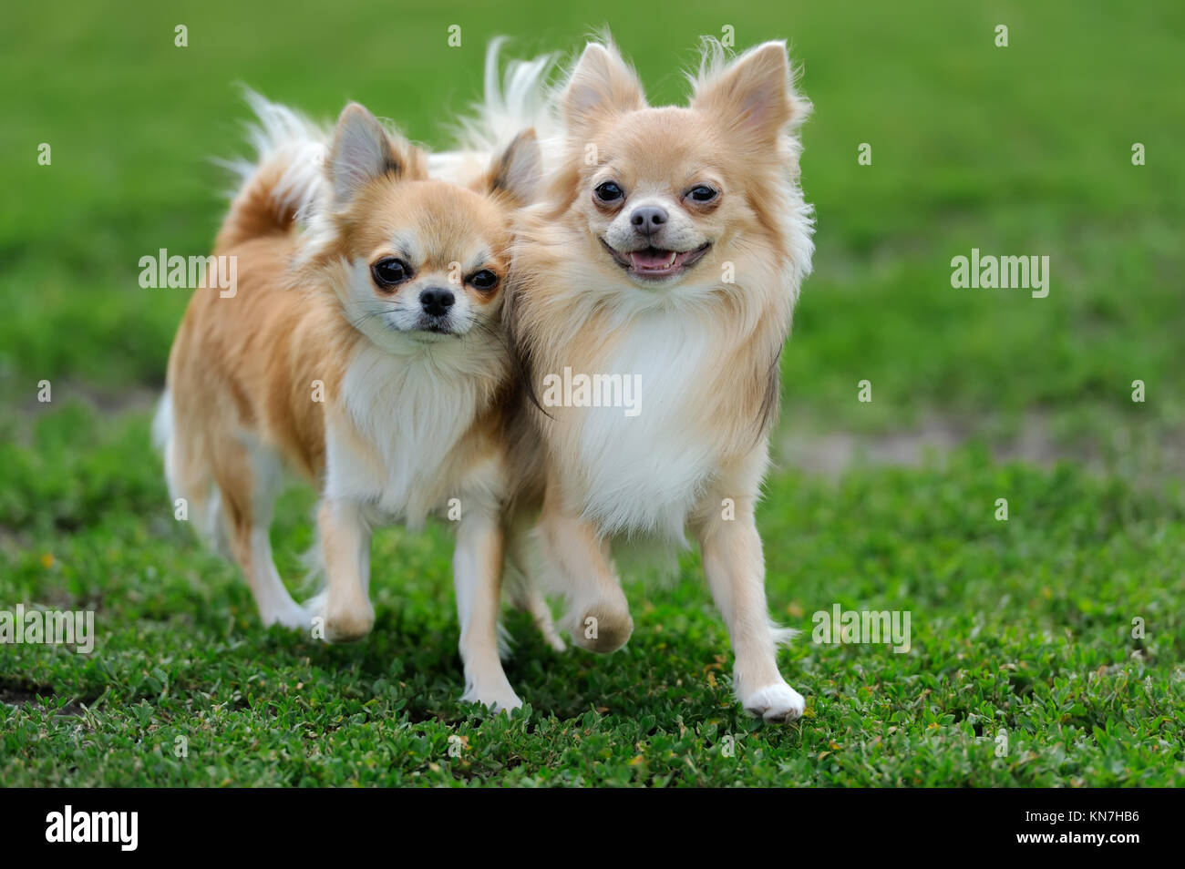Page 2 Cute Baby Chihuahua Puppy In High Resolution Stock Photography And Images Alamy Page 2 Cute Baby Chihuahua Puppy In High Resolution Stock Photography And Images Alamy