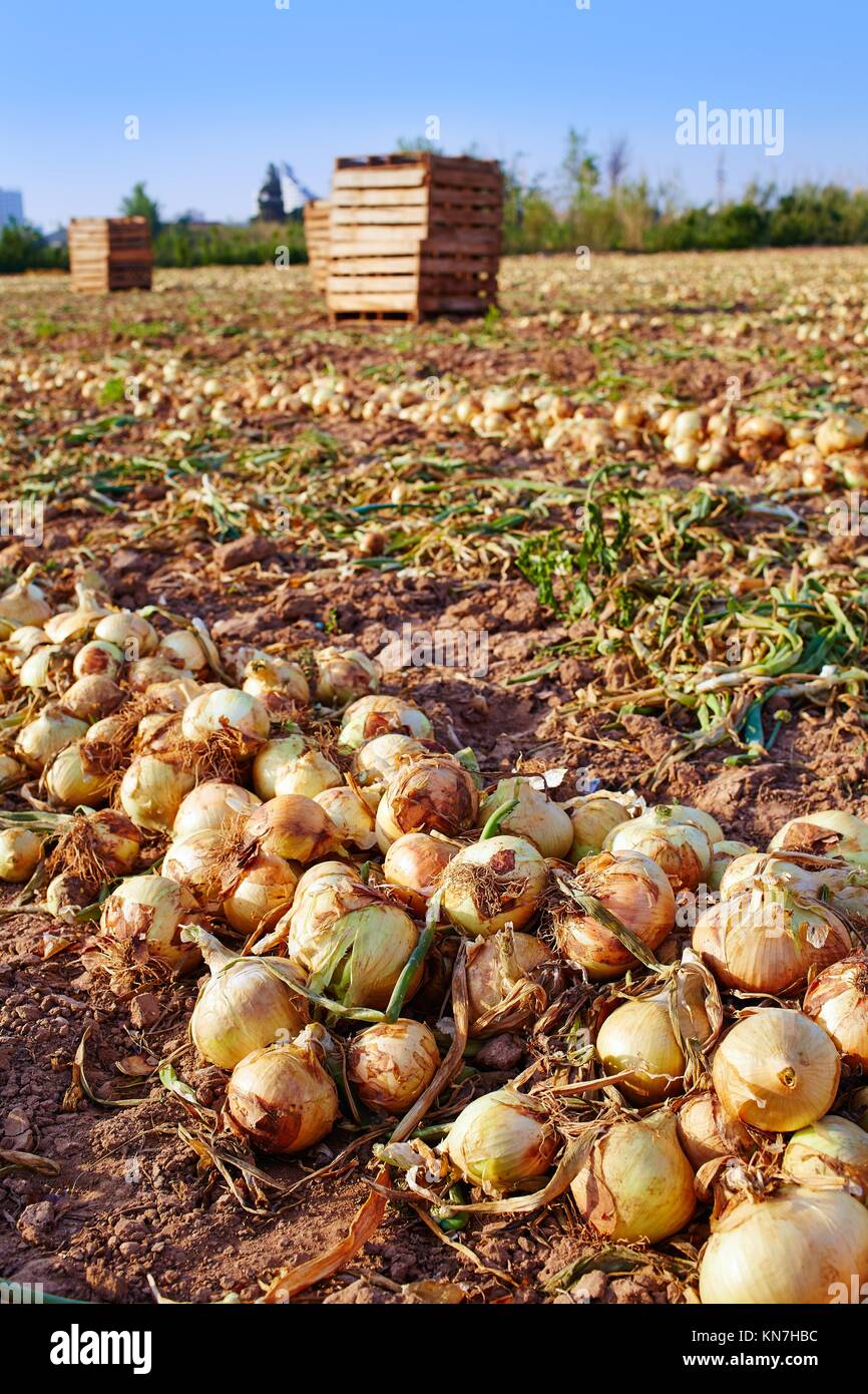 Onion harvest in Valencia Spain huerta field Stock Photo Alamy