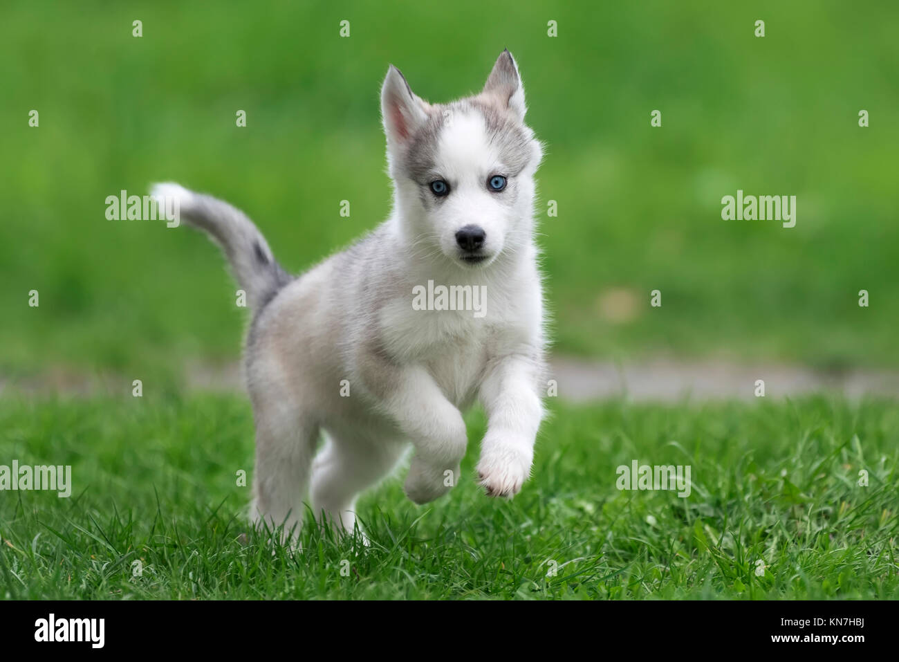Cute little siberian husky puppy in grass Stock Photo - Alamy