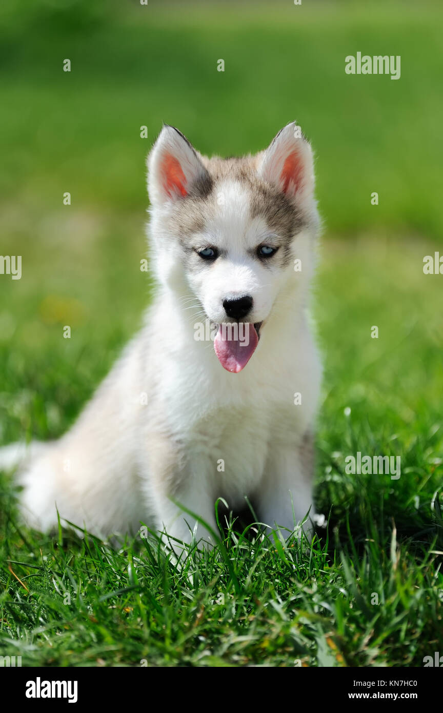 Cute little siberian husky puppy in grass Stock Photo - Alamy