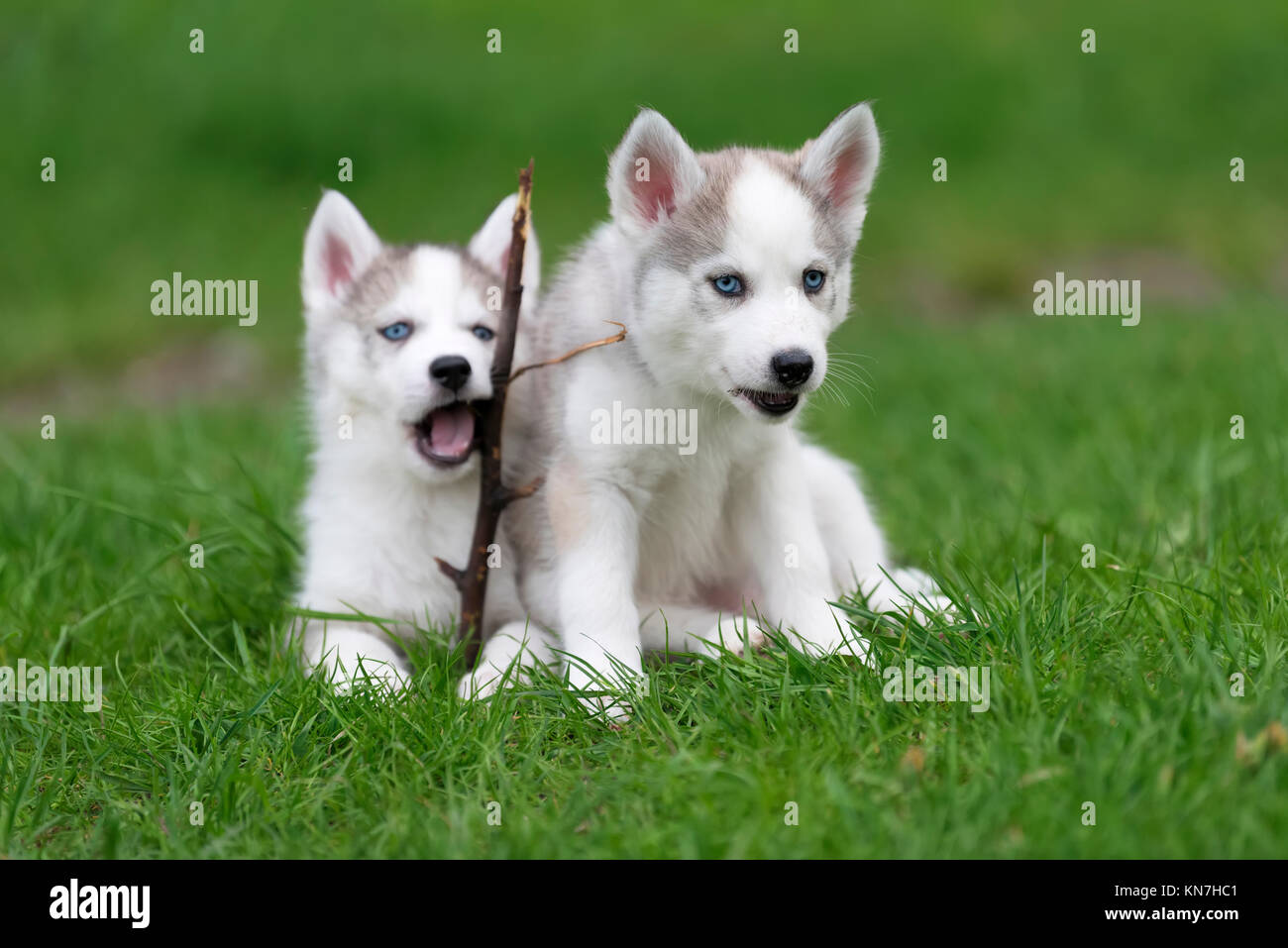 Cute little siberian husky puppy in grass Stock Photo - Alamy