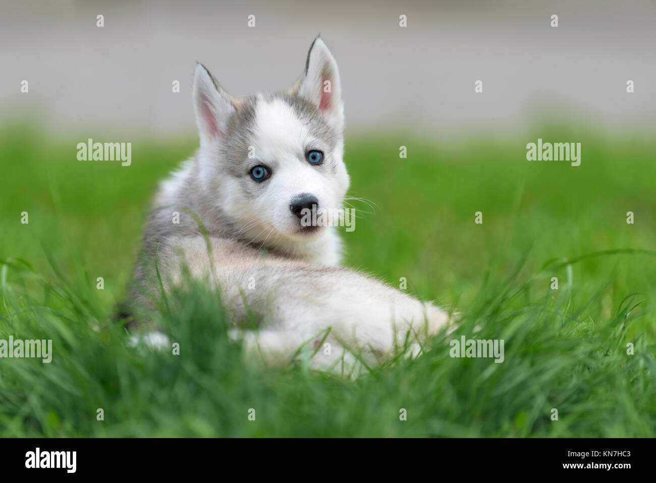 Cute little siberian husky puppy in grass Stock Photo - Alamy