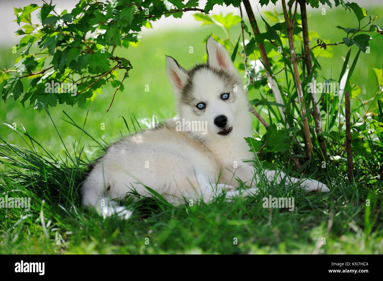 Cute little siberian husky puppy in grass Stock Photo - Alamy