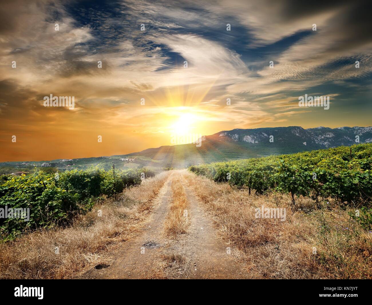 Country road through a vineyard in autumn. Stock Photo