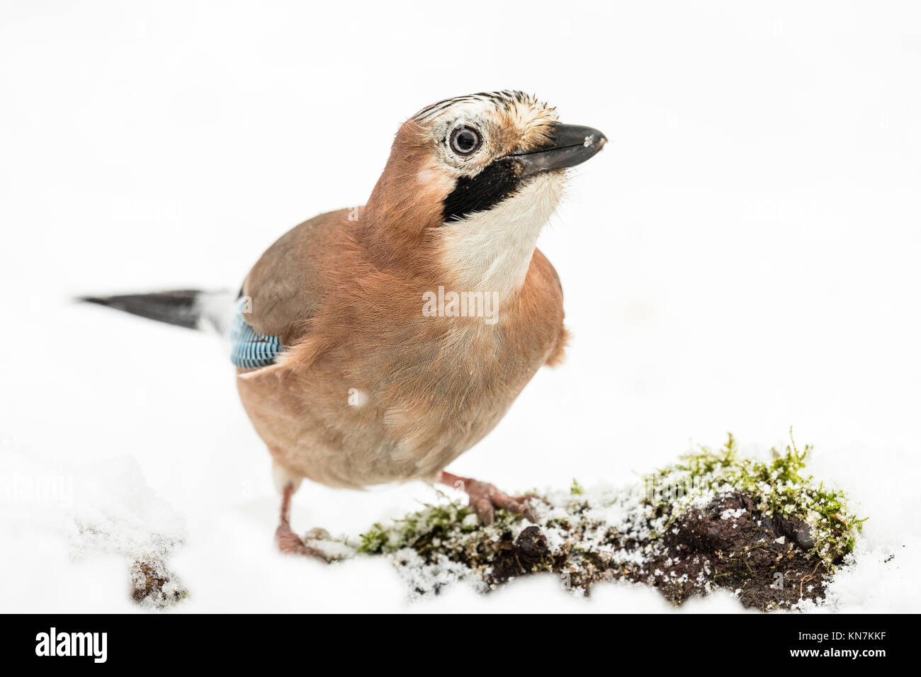 A jay foraging in a snowy winter setting Stock Photo