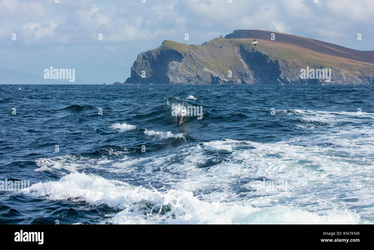 Short-beaked common dolphin (Delphinus delphis), Bray Head, Valentia Island, Ring of Kerry, Iveragh Peninsula, County Kerry, Ireland, Europe Stock Photo