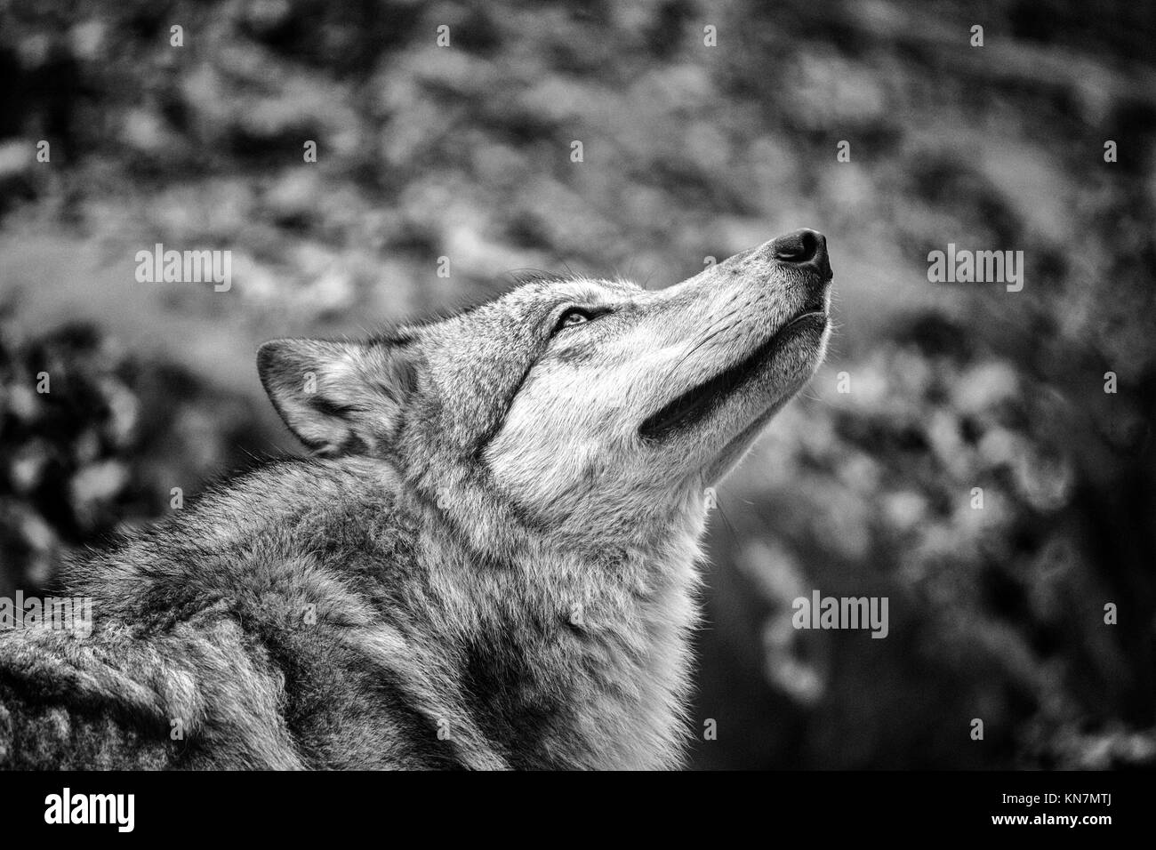 A grey wolf (Canis lupus) looks at the sky at the Western North