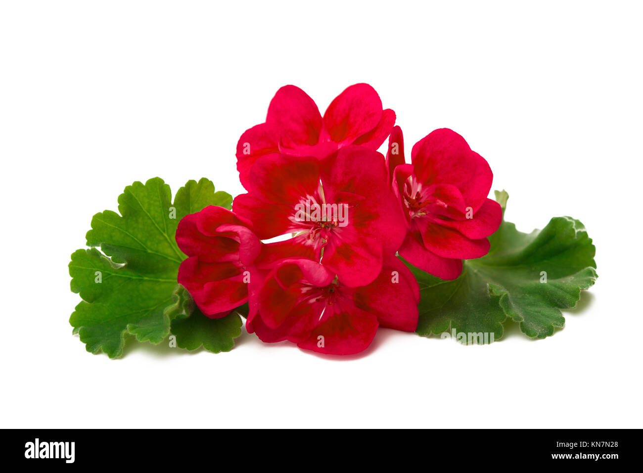 Pelargonium geranium flower isolated on white background Stock Photo