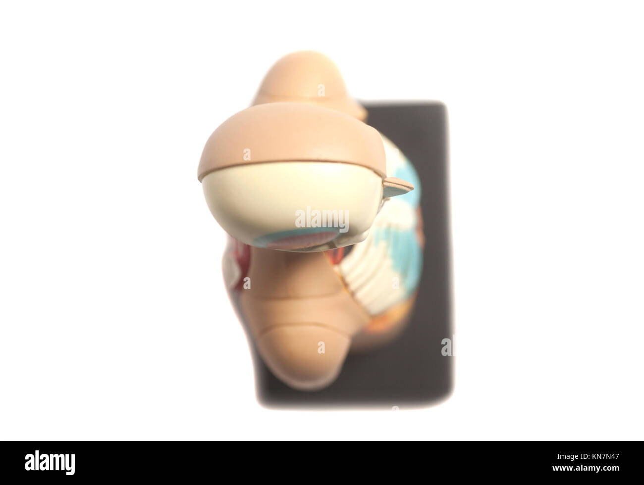 Human Body Anatomy Model isolated on white background Stock Photo - Alamy