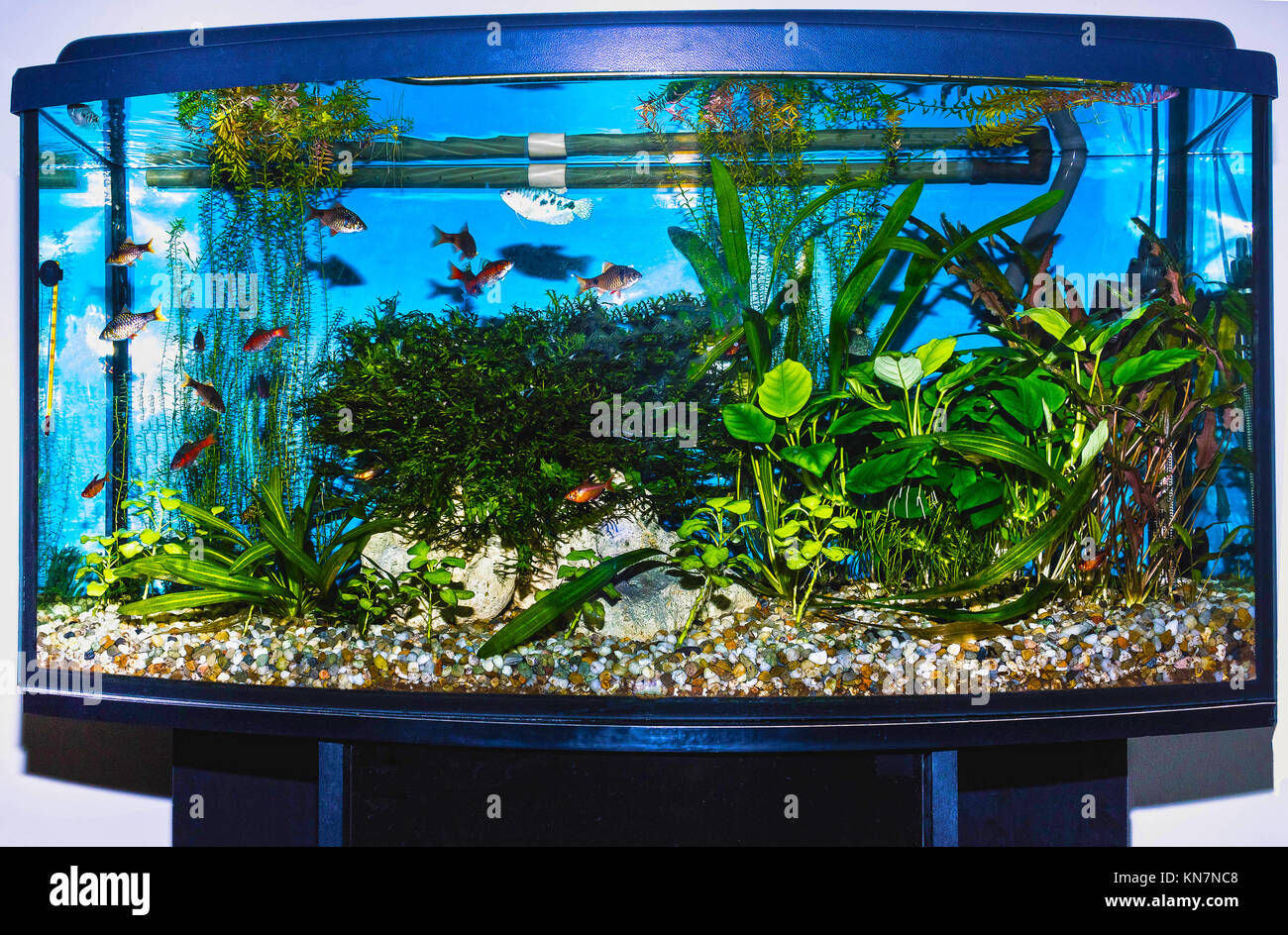 karakter Egyptische lineair Fish tank home hi-res stock photography and images - Alamy