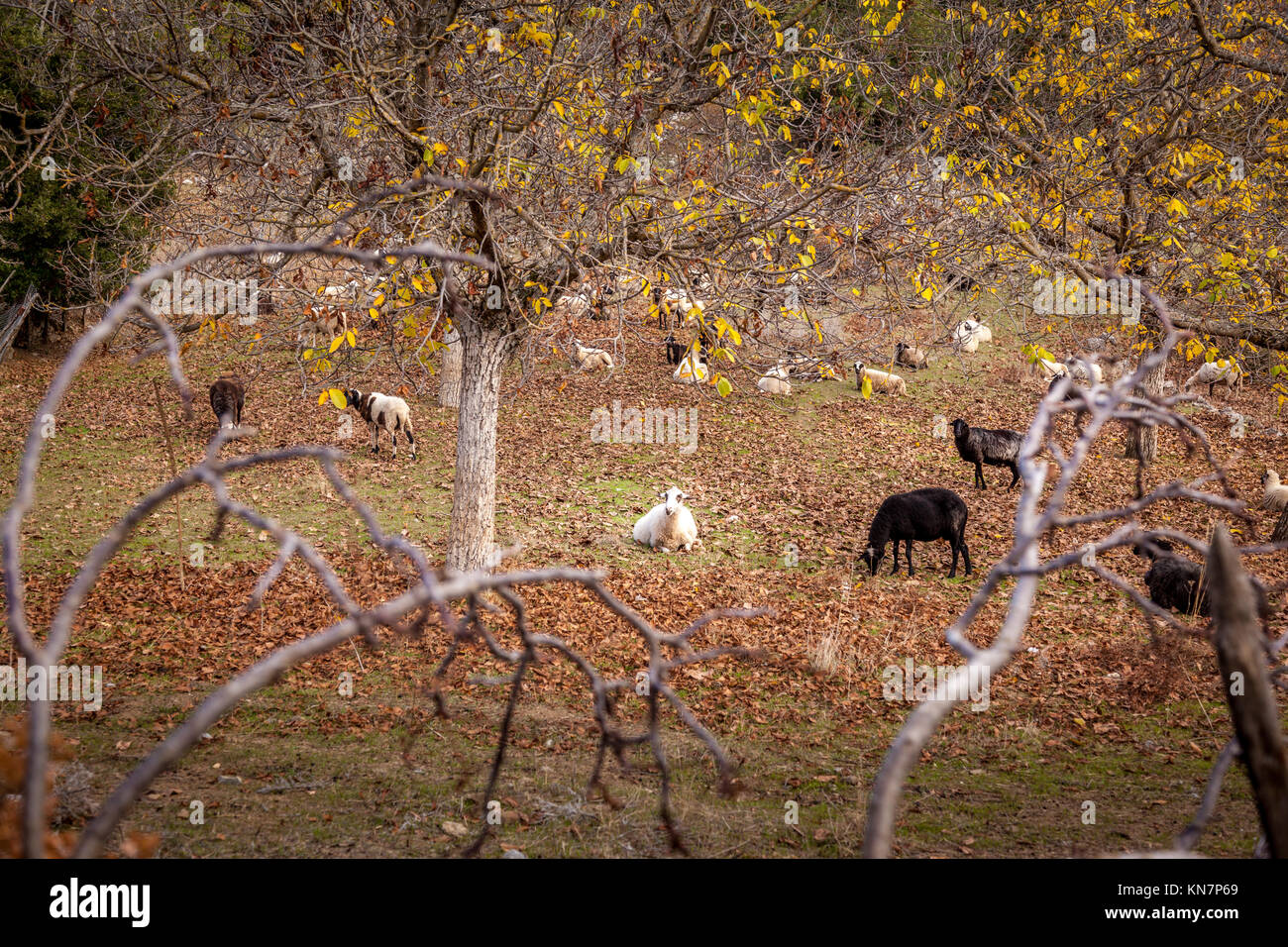 Sheep resting and grazing in an autumn field in Arcadia, Peloponnese, Greece. Stock Photo