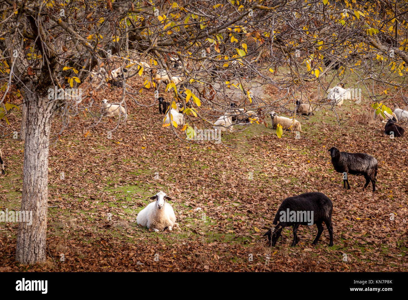 Sheep resting and grazing in an autumn field in Arcadia, Peloponnese, Greece. Stock Photo