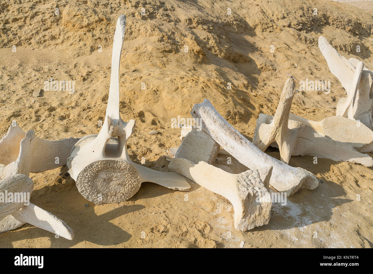 whale bones in sand on the beach shore Stock Photo - Alamy