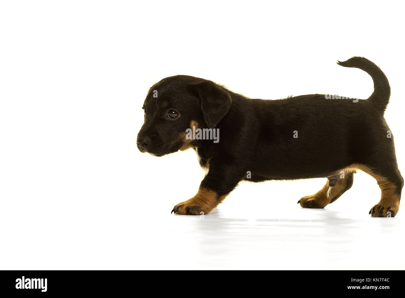 Black and tan Jack Russel puppy standing isolated in white side view Stock  Photo - Alamy