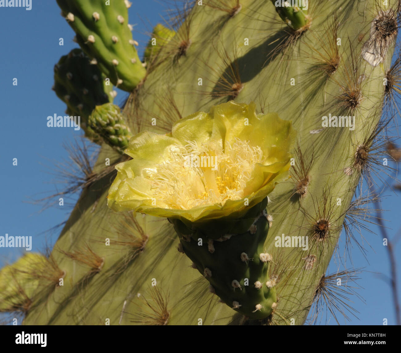 Gaudy yellow flower of a prickly pear cactus  (Opuntia species). Puerto Baquerizo Moreno, San Cristobal, Galapagos, Ecuador. Stock Photo