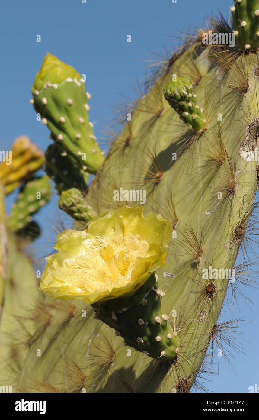 Gaudy yellow flower of a prickly pear cactus  (Opuntia species). Puerto Baquerizo Moreno, San Cristobal, Galapagos, Ecuador. Stock Photo