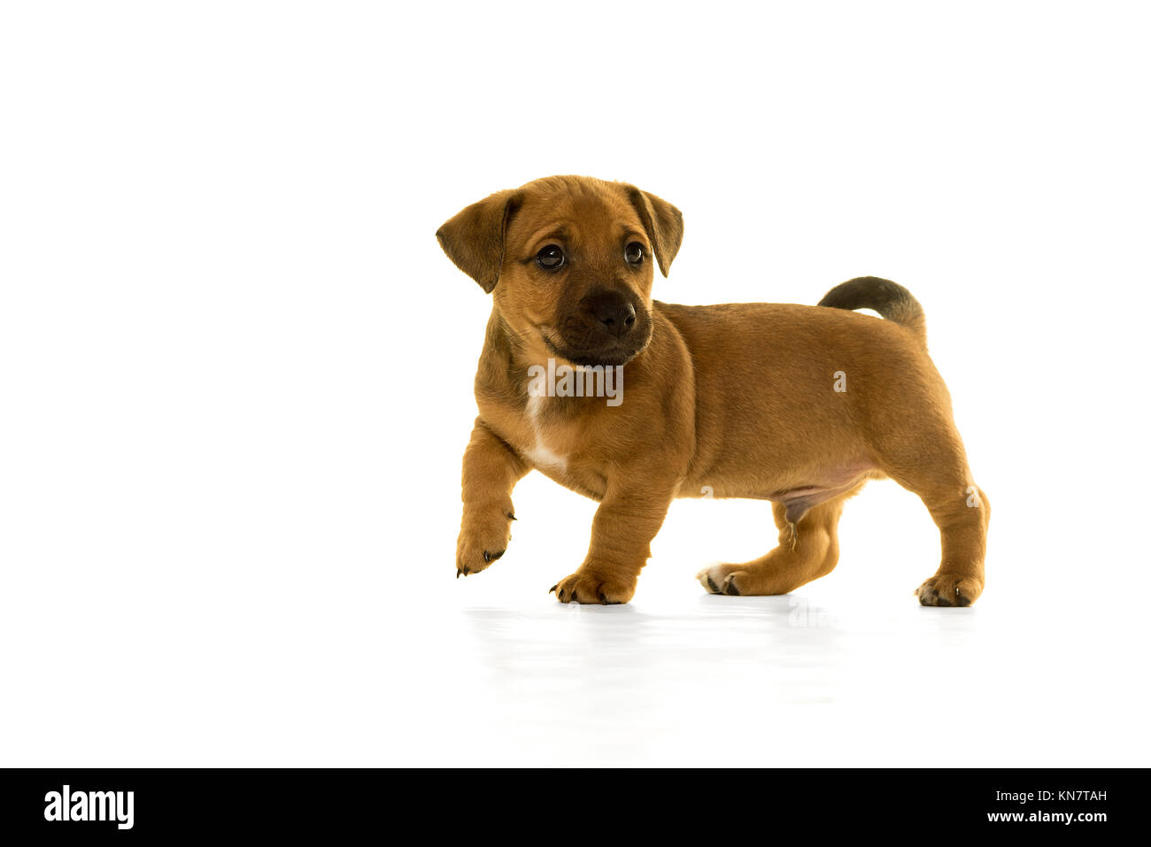 Brown tan Jack Russel puppy isolated in white standing side view