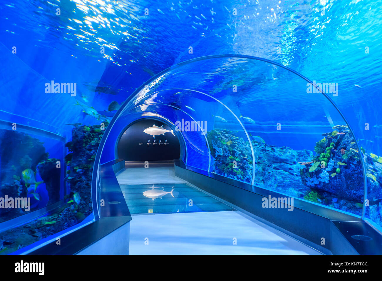 The national aquarium interior hi-res stock photography and images