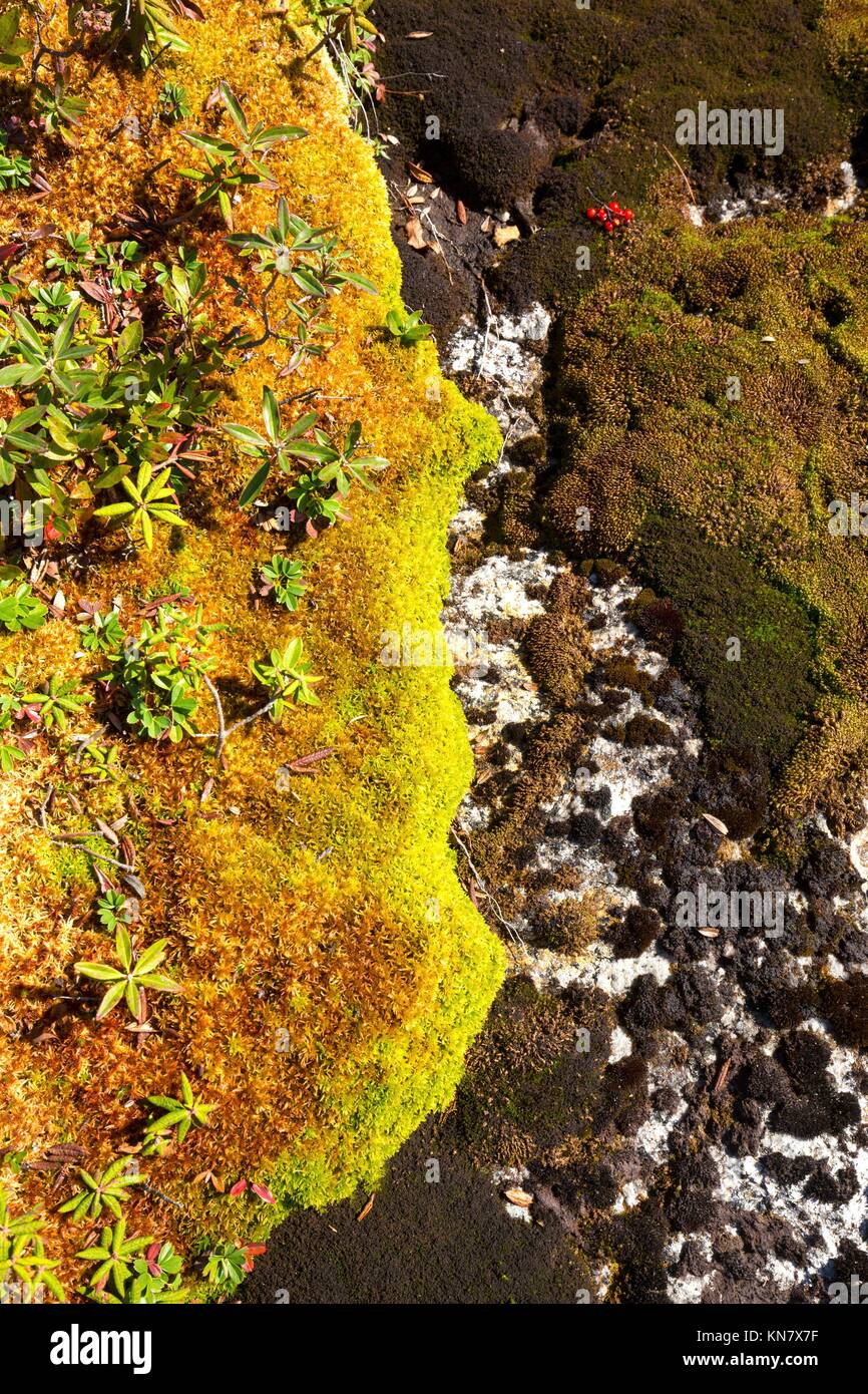 Arctic alpine plants in a bed of Sphagnum moss, and grimmia moss with