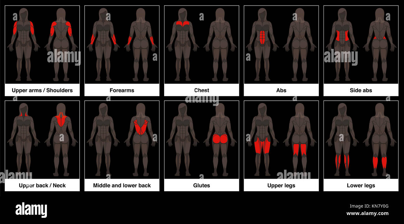 Muscle chart - female body, frontal and back view with highlighted red muscle parts - illustration on black background. Stock Photo