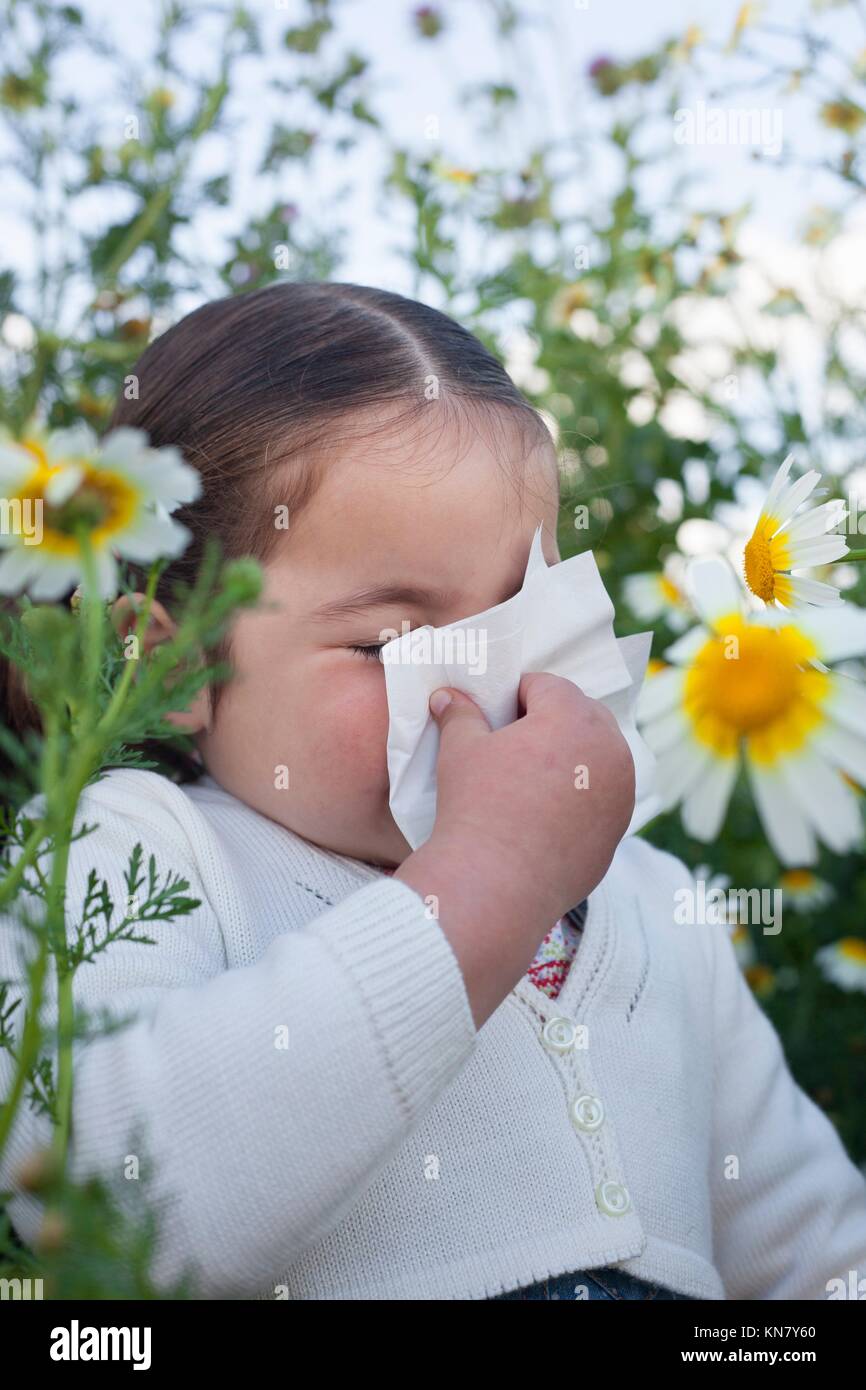 4 yeard old toddler girl sneezing in a daisy flowers meadow. She is allergic to flowers. Stock Photo
