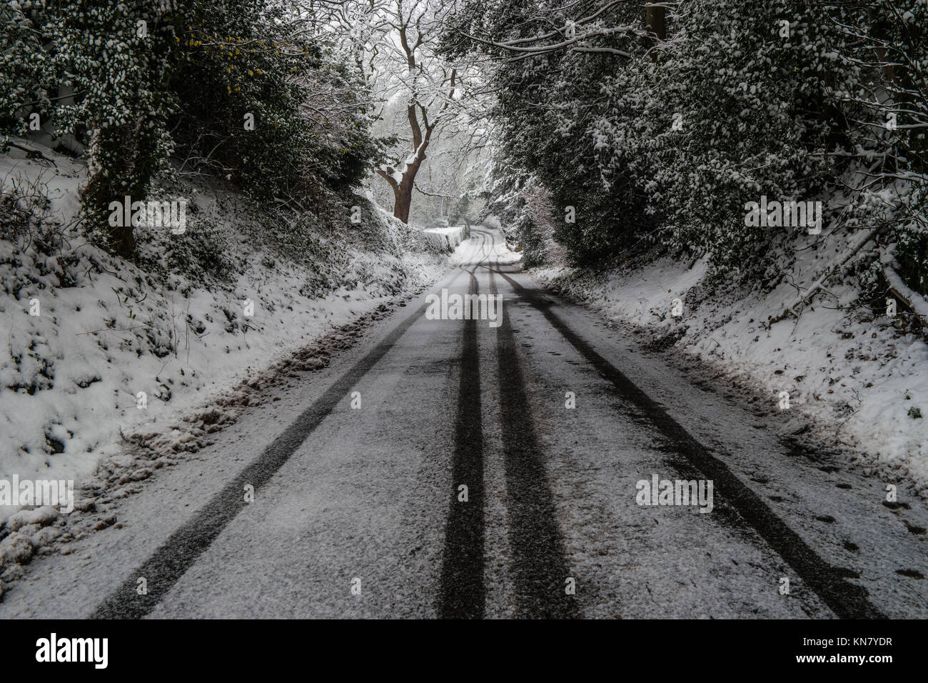 Tyre tracks in the snow on a country road with a line of trees Stock ...