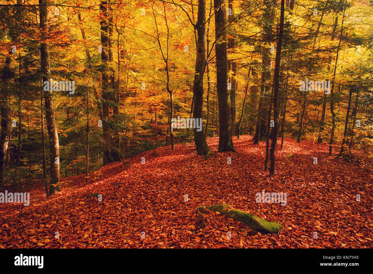 Beautiful autumn landscape Stock Photo - Alamy