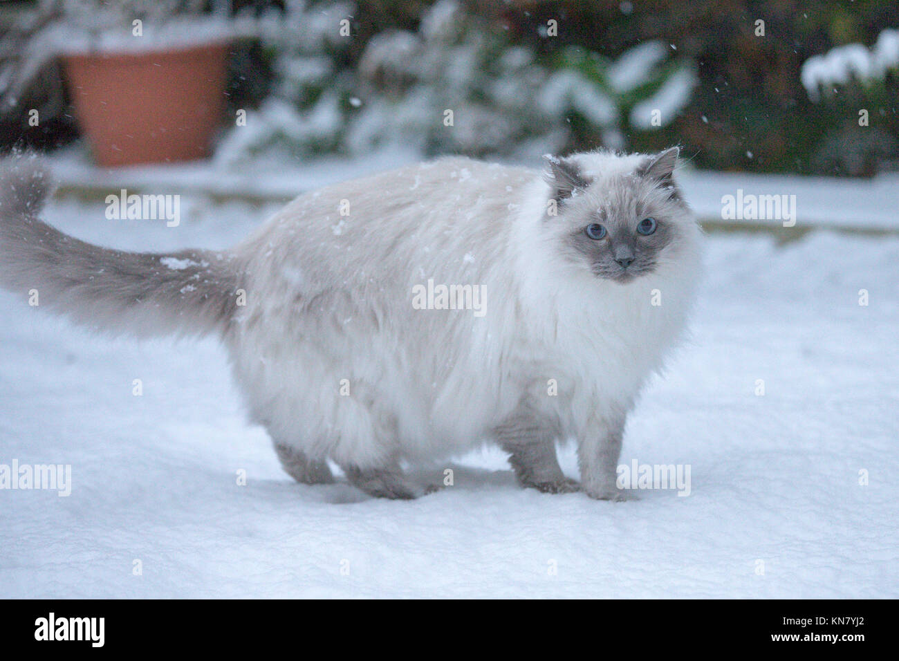 ragdoll rag a