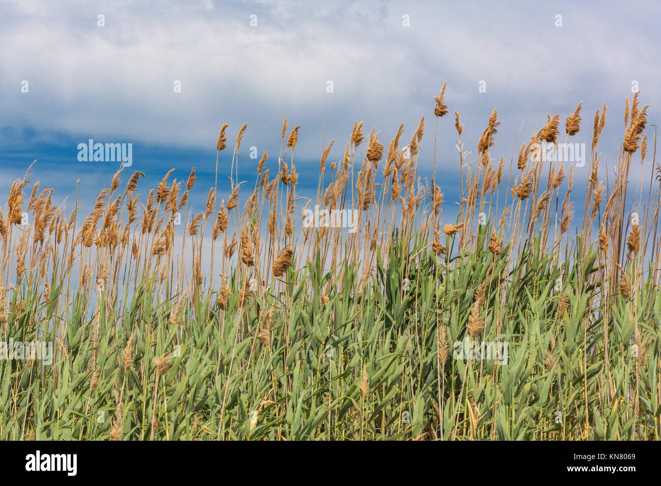 Fluffy grass on the field on cloudy sky background. Stock Photo