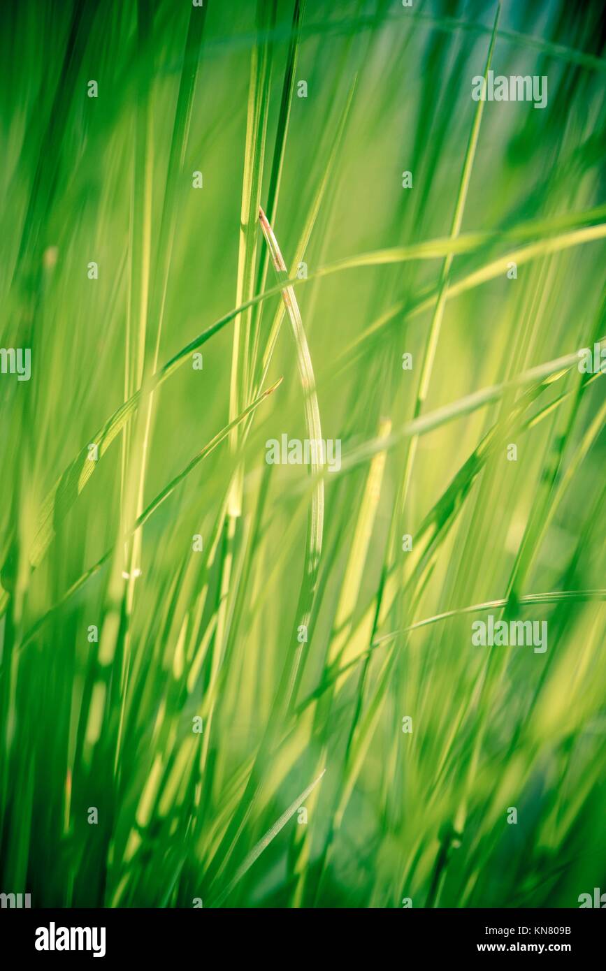 Green grass in extreme close up. Close-up of nature detail. Vibrant colorful natural abstract background. Concept of new life, wonders of nature, Stock Photo